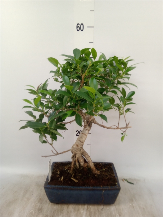 <h4>Bonsai   ...mix</h4>