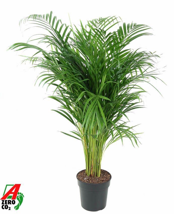 <h4>Dypsis Lutescens(Areca) P21</h4>