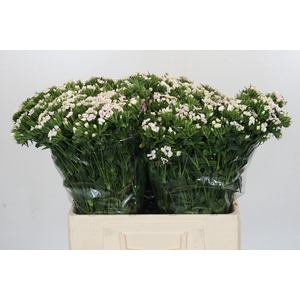 Dianthus Br Amazon Rose Magic