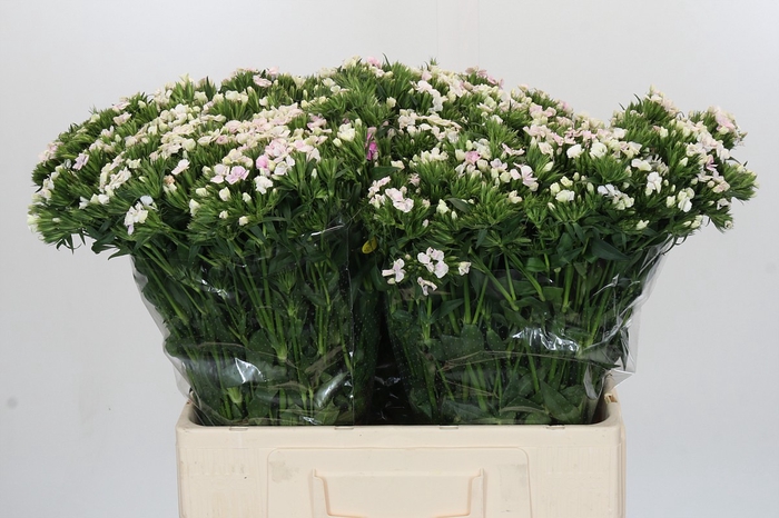 <h4>Dianthus Br Amazon Rose Magic</h4>