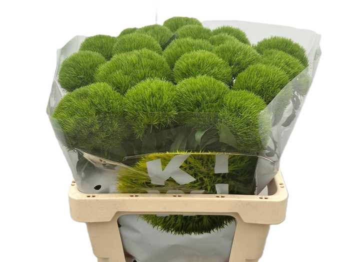 <h4>DI BARB KIWI MELLOW</h4>