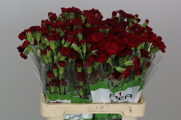 <h4>Di Tr Chateau X20</h4>