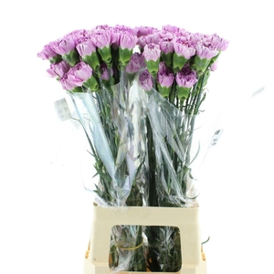 Di St Col Yukari Scuro