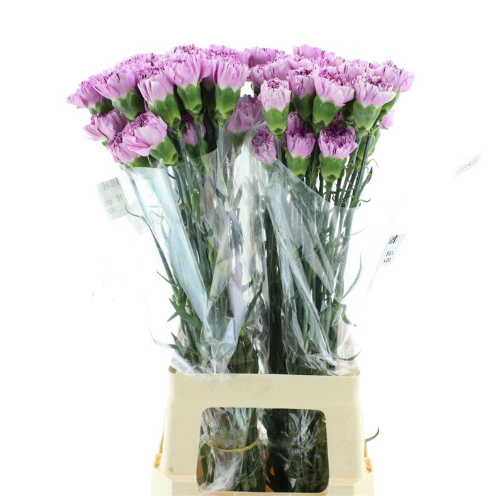 <h4>Di St Col Standard Yukari Scuro</h4>