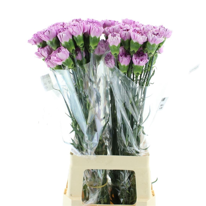 <h4>Di St Col Yukari Scuro</h4>