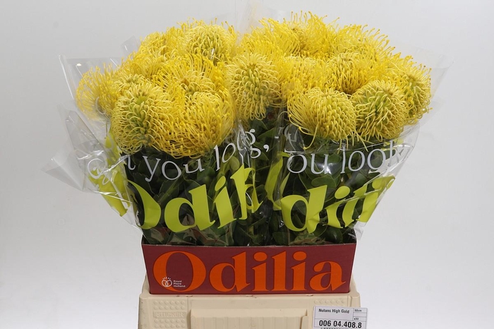 <h4>Nutans High Gold</h4>