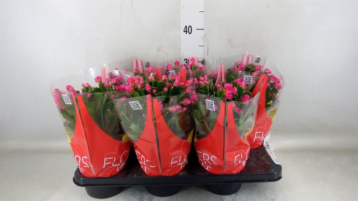 <h4>Schlumbergera ...</h4>