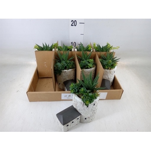 Arr.   Kamerplant Groen L%