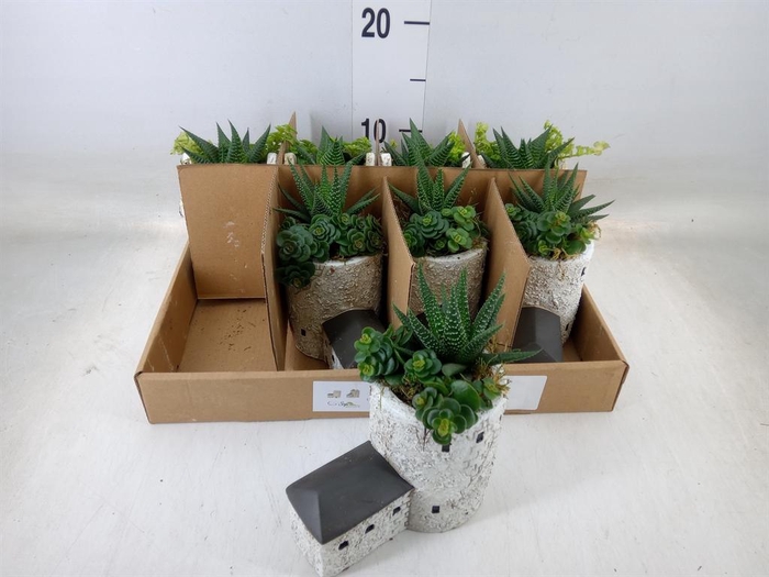 <h4>Arr. Kamerplant Groen L%</h4>