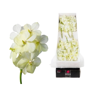 Vanda  'Tayanee White'