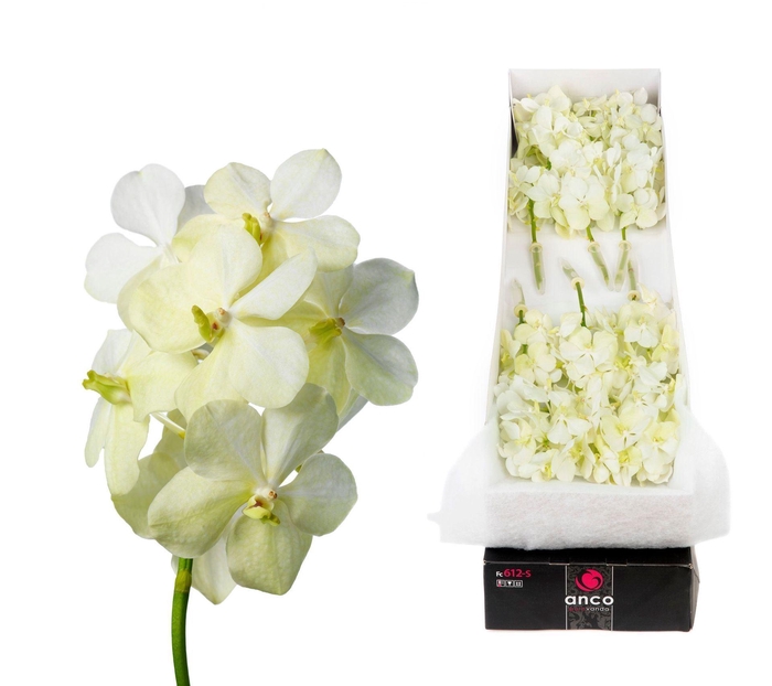 <h4>Vanda 'Tayanee White'</h4>