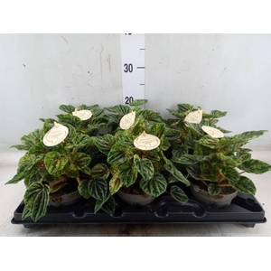 Peperomia