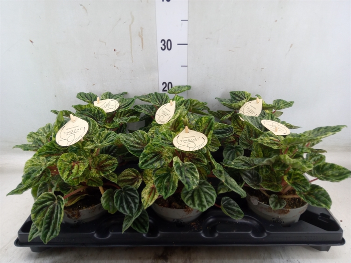<h4>Peperomia</h4>