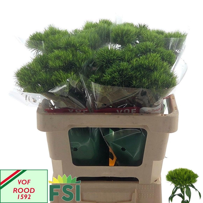 <h4>DI BARB GREEN WICKY</h4>