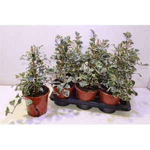 arr8 Fic Natal Sweetheart