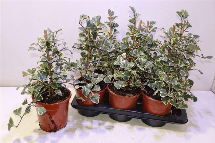 <h4>arr8 Fic Natal Sweetheart</h4>