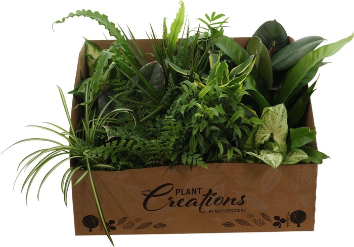 <h4>Ov Kamerplanten Gemengd</h4>