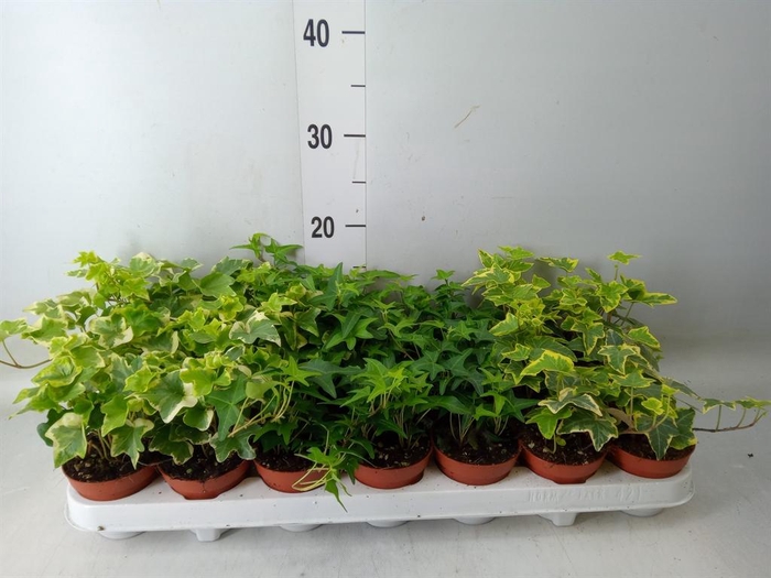 <h4>Hedera   ...mix</h4>