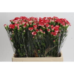 Dianthus Sp Minuetto