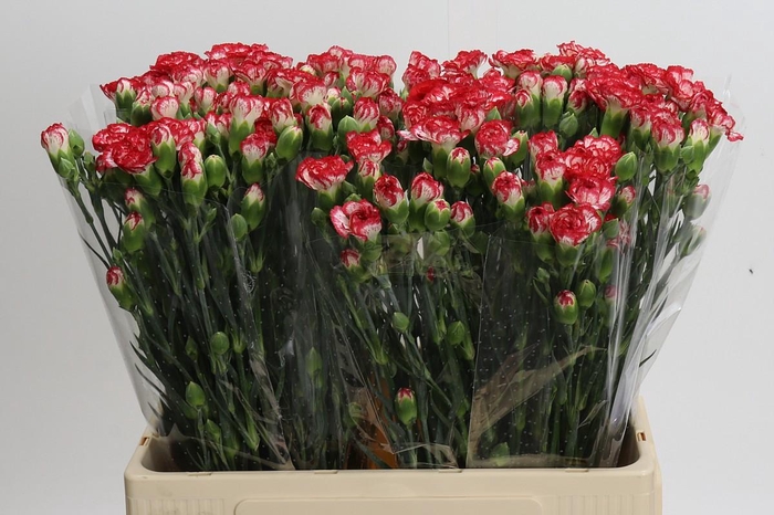 <h4>Dianthus Sp Minuetto</h4>