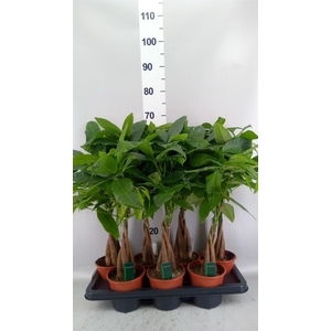 Pachira aquatica