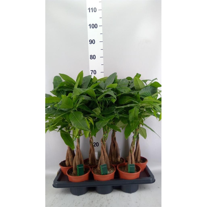 <h4>Pachira aquatica</h4>