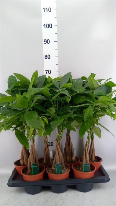 Pachira aquatica