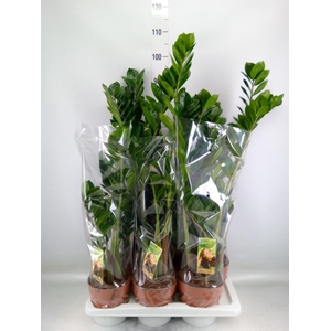 Zamioculcas zamiifolia