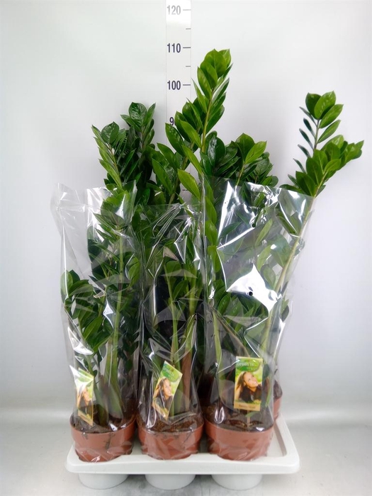 <h4>Zamioculcas zamiifolia</h4>