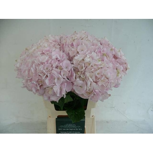 HYDR M APHRODITE RZ