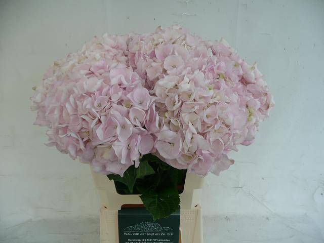 <h4>HYDR M APHRODITE RZ</h4>