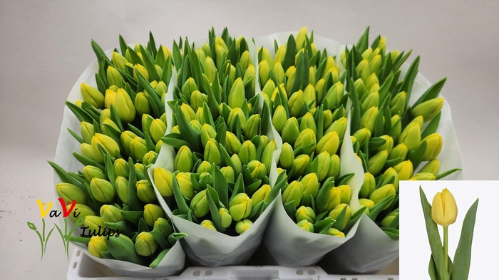 <h4>TU EN LOBKE</h4>