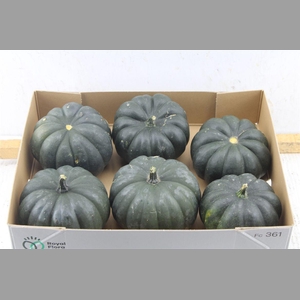 Cucurbita Mo Hayato