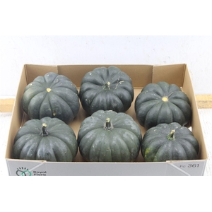 Cucurbita Mo Hayato