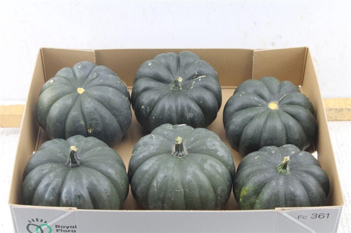 <h4>Cucurbita Mo Hayato</h4>