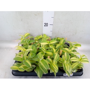 Tradescantia sillam. 'Brown Hill'