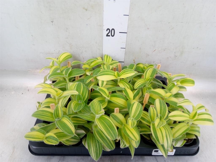 <h4>Tradescantia sillam. 'Brown Hill'</h4>