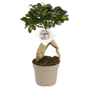 Ficus Mi Ginseng