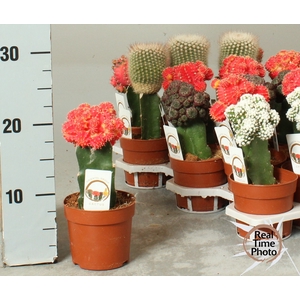 CACTUS GEM