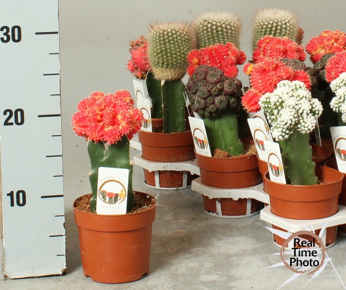 <h4>CACTUS GEM</h4>