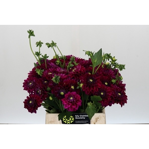Dahlia Lilac Bull