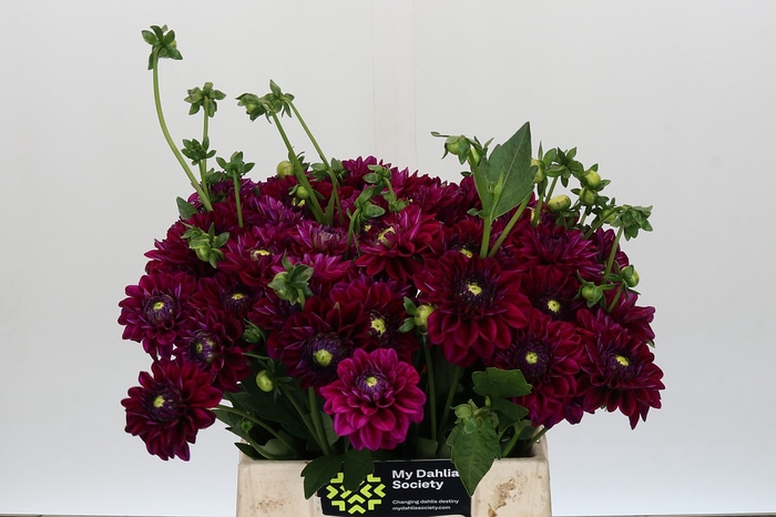 <h4>Dahlia Lilac Bull</h4>