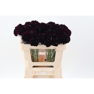 Scab Marachino Cherry Bon Bon