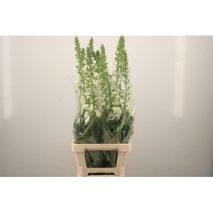 Digitalis Camelot Lavendel