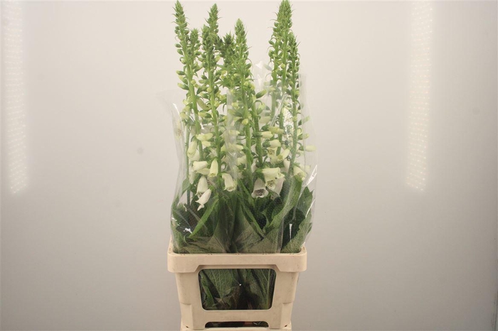 <h4>Digitalis Camelot Lavendel</h4>