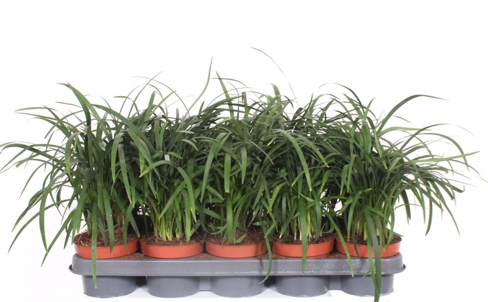 <h4>Liriope spicata</h4>