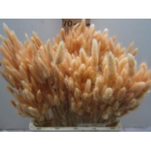 Deco Lagurus Zalm