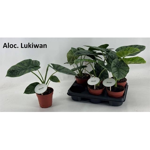 Alocasia Lukiwan / Lucky One 12Ø 20cm 1pp