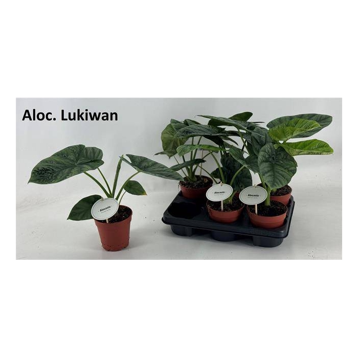 <h4>Alocasia Lukiwan / Lucky One 12Ø 20cm 1pp</h4>