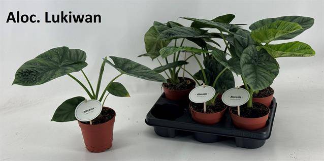 Alocasia Lukiwan / Lucky One 12Ø 20cm 1pp